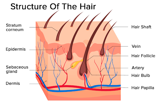 structure of the hair
