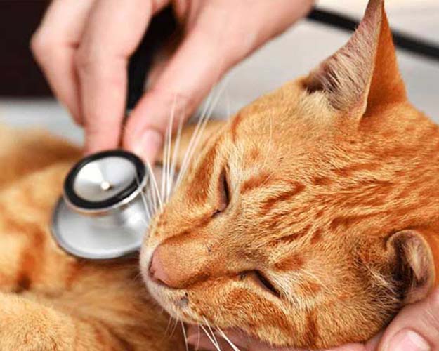 Recognizing the signs of sudden illness in cats