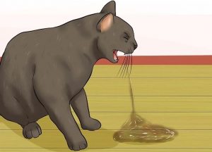 cat Vomiting