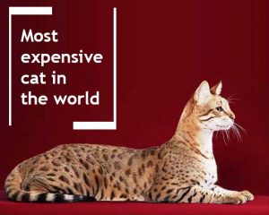 The most expensive cat in the world 2021 (updated)
