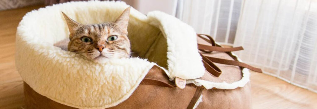 Who offers high-quality cat beds and furniture at an affordable price