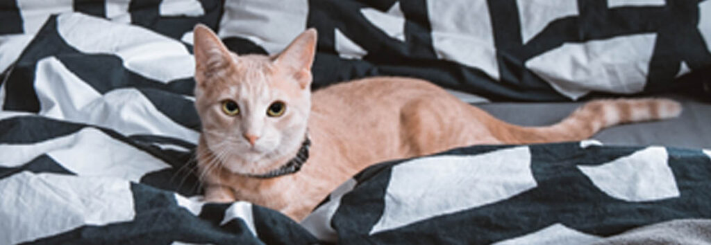 How to find cat beds & furniture for senior or disabled cats cover photo